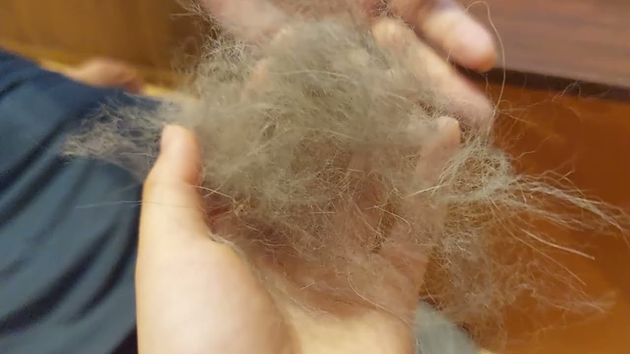 サイベリアン子猫をファーミネーターでブラッシング