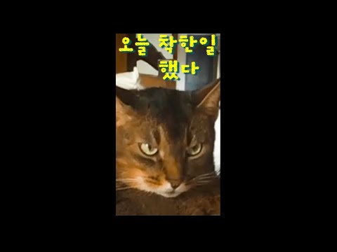 “오늘 착한일 했다!” “I did a good deed .”
