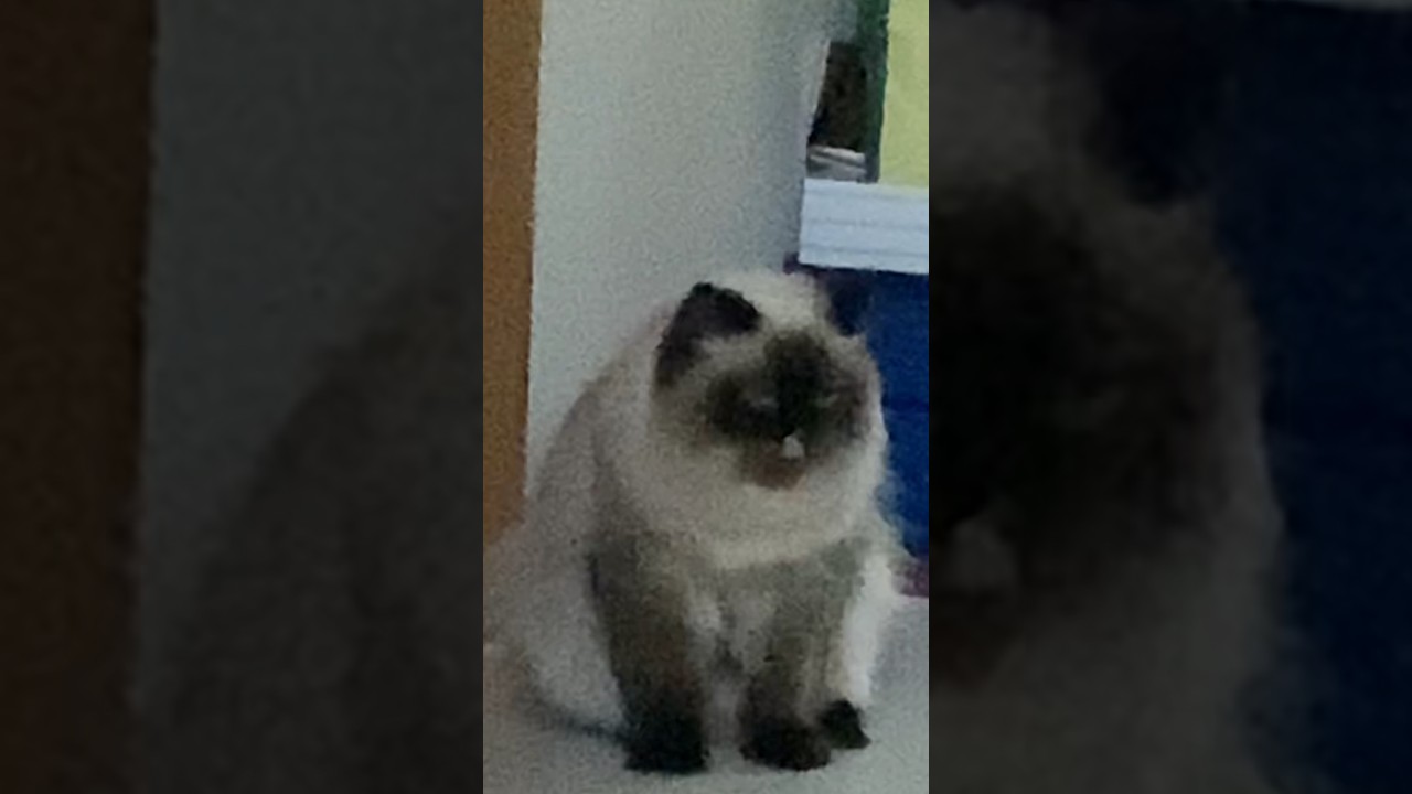 ぺろりんちょ #日常 #猫 #ヒマラヤン #猫のいる生活 #猫のいる暮らし #shorts