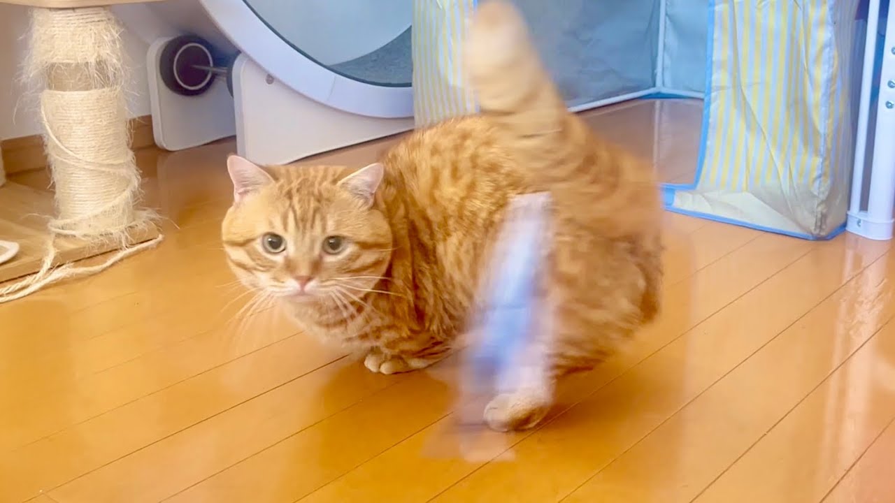 マンチカンのぽちゃくんはネコザップをがんばってます！