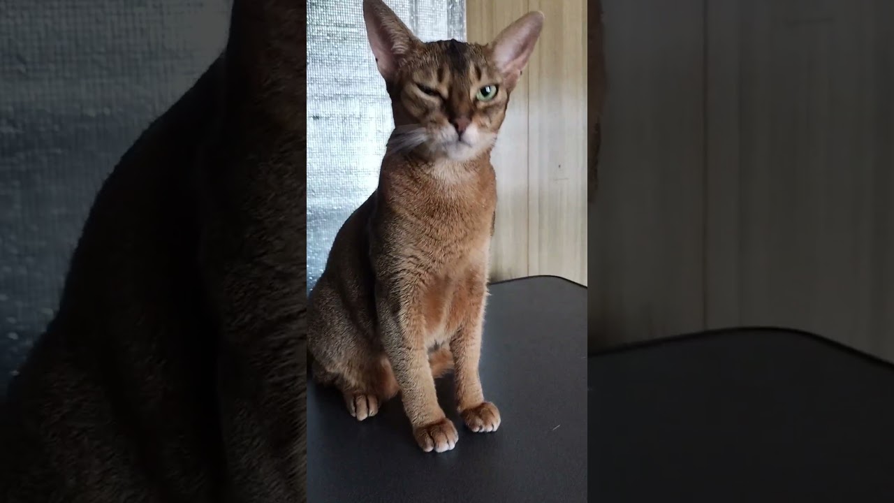 ネコ動画あび＃1866　#shorts　あびの毎日　アビシニアン　あび