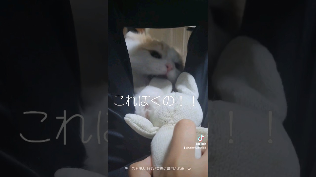 うさ子を取り返したい子猫 #ラガマフィン #猫動画 #子猫