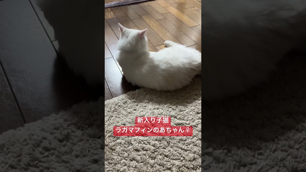 新入子猫のラグドール♀ #shorts #cat #ragdoll #猫 #ラグドール