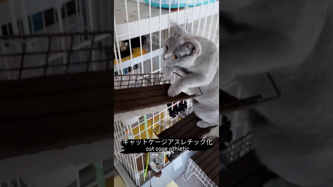 キャットケージアスレチック化の紹介（Introduction to Cat Cage Athletic）