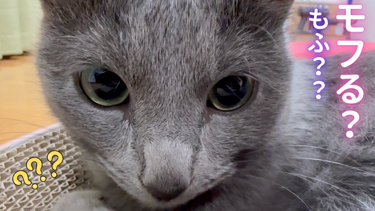 モフモフ擬似体験はこちらです💁‍♀️😺（ロシアンブルー）