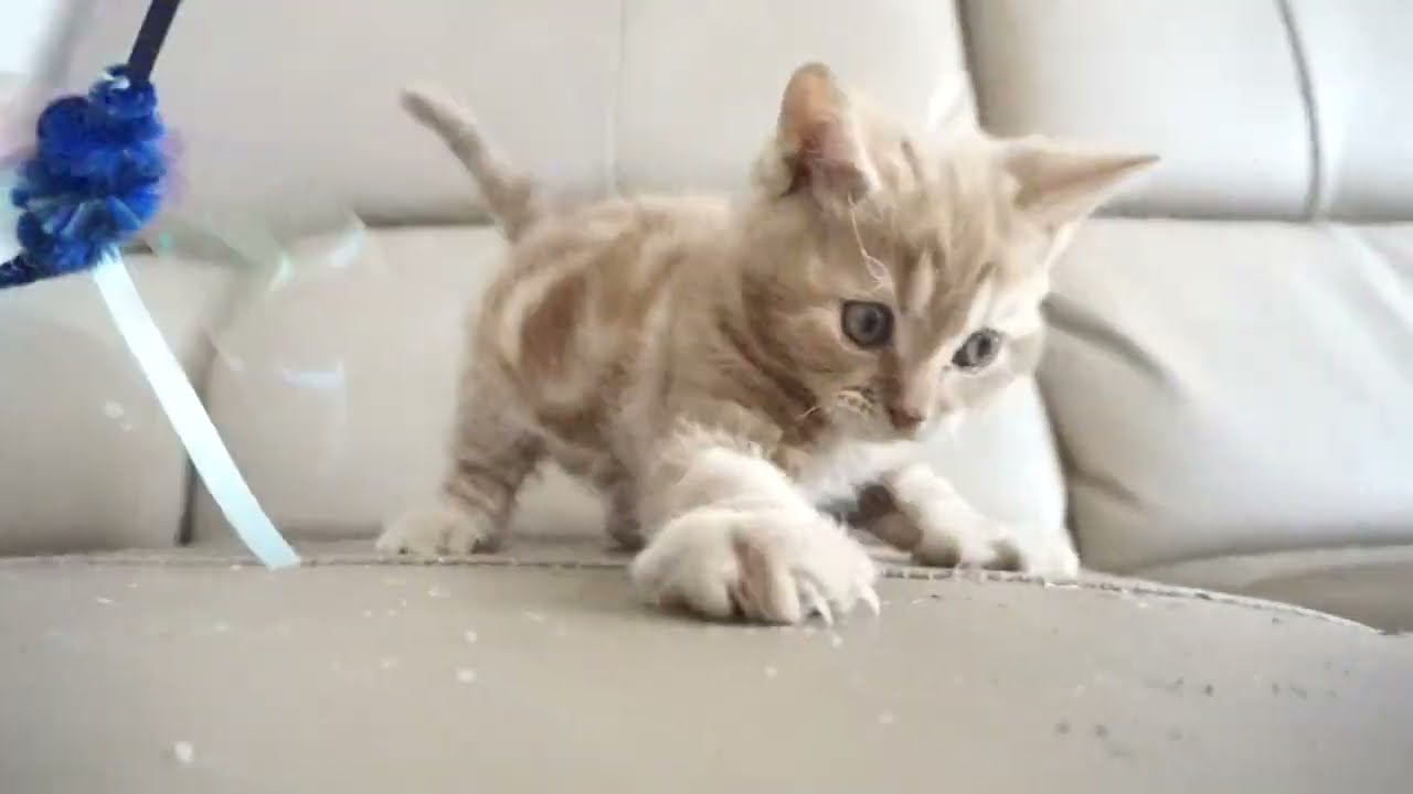 セルカークレックス子猫　2023.6.14産まれ 　レッドタビー　　男の子　シーダキャット猫のお店