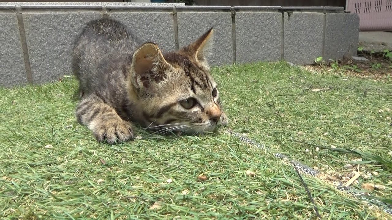 車屋で保護した子猫にお友達が出来た