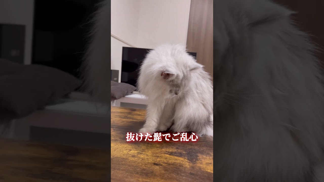 抜けた髭でご乱心の猫様 #ペルシャ #猫動画 #ご乱心 #猫の髭