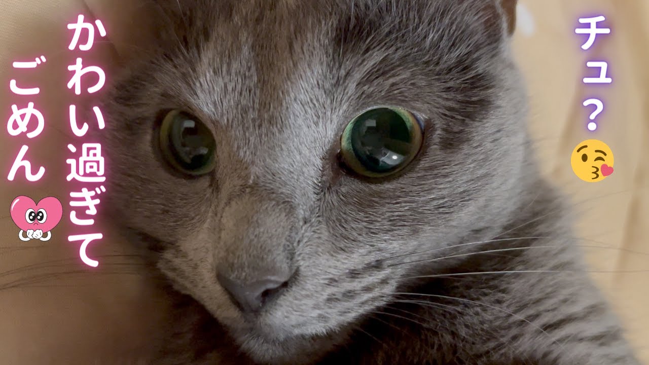 かわい過ぎてごめん🩷な猫（ロシアンブルー）