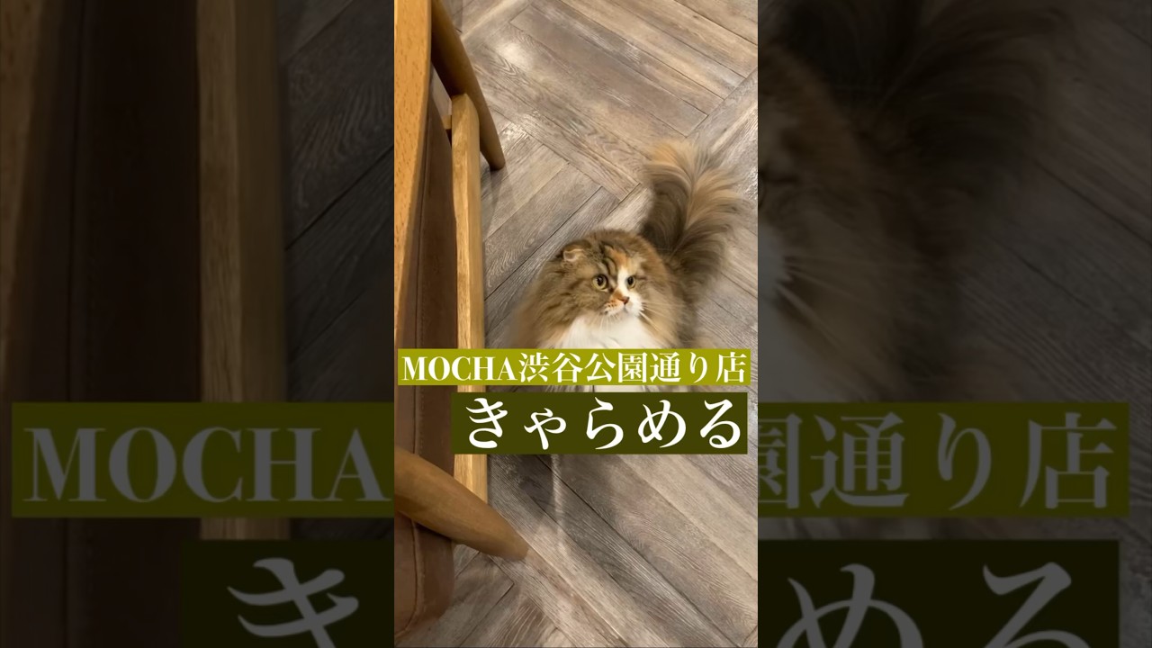 🐱きゃらめる🐱　(折れ耳スコティッシュフォールド♀)　#猫カフェモカ渋谷公園通り店  2023/6/13撮影　#shorts　#cat　#もふもふ猫