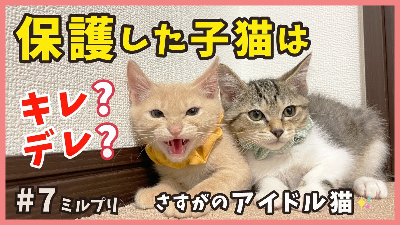 【究極ツンデレ 猫 保護】ツンとデレは先輩猫には通用する!?初めての猫トレも180度の大回転…【アイドル猫・ミルプリ7】/ cute kittens are idols