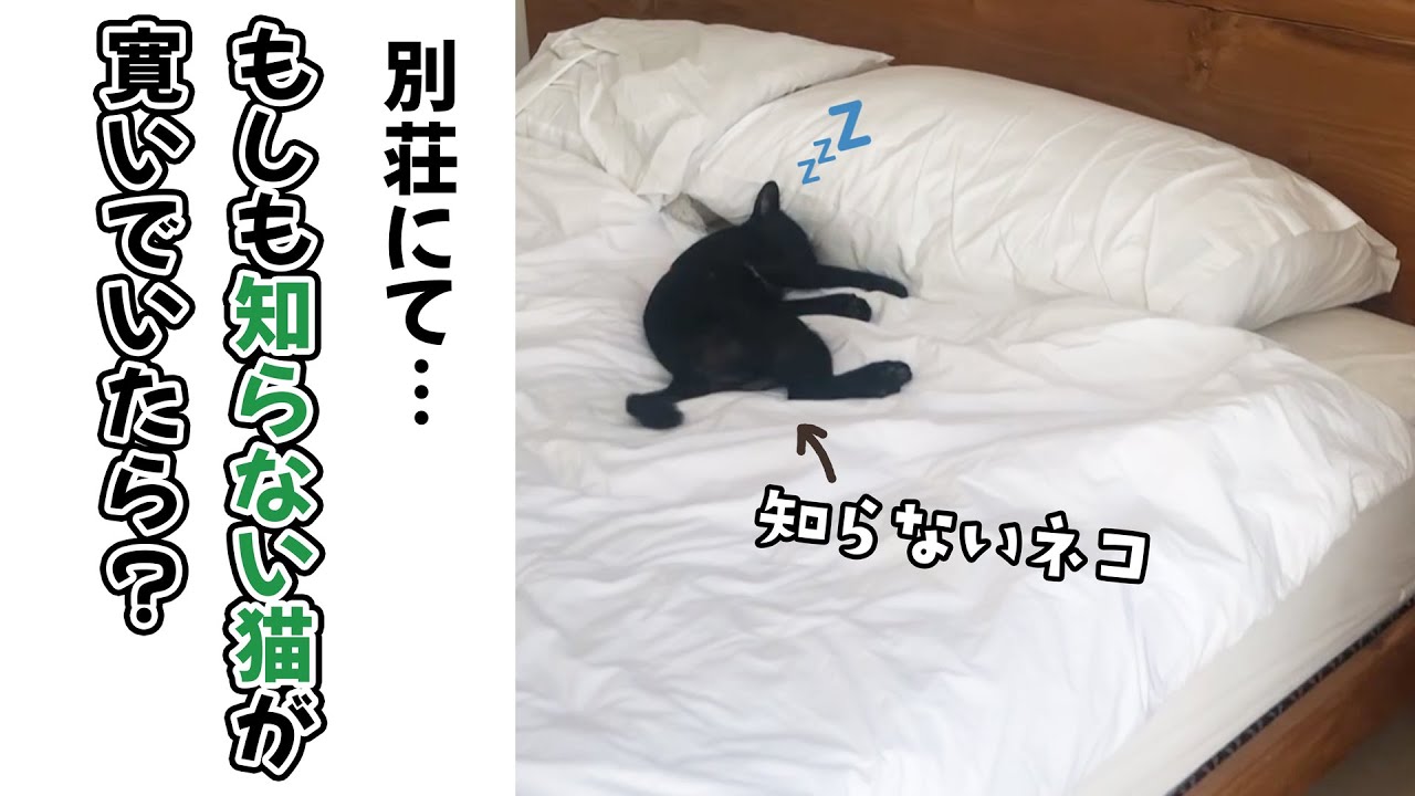 ベッドに野良猫！？声をかけると…｜PECO