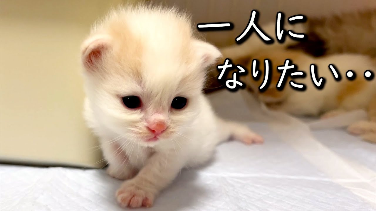 【マンチカンの子猫】子猫も一人になりたい時があるよな～の件 ∼猫のいる生活Vol.771~ 出産動画 マンチカン短足・ミヌエット・ペルシャ猫専門ブリーダー『ペット蔵人』【子猫の成長記録】