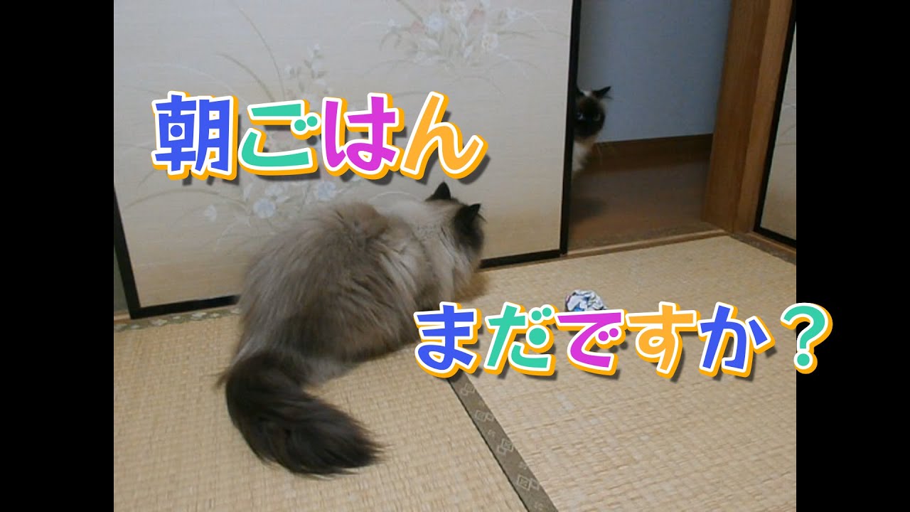 【双子猫】【ヒマラヤン】ご飯大好き猫
