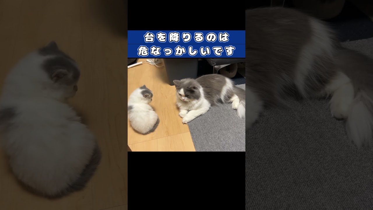 【戦闘民族の子猫】#shorts　#ラガマフィン　#子猫