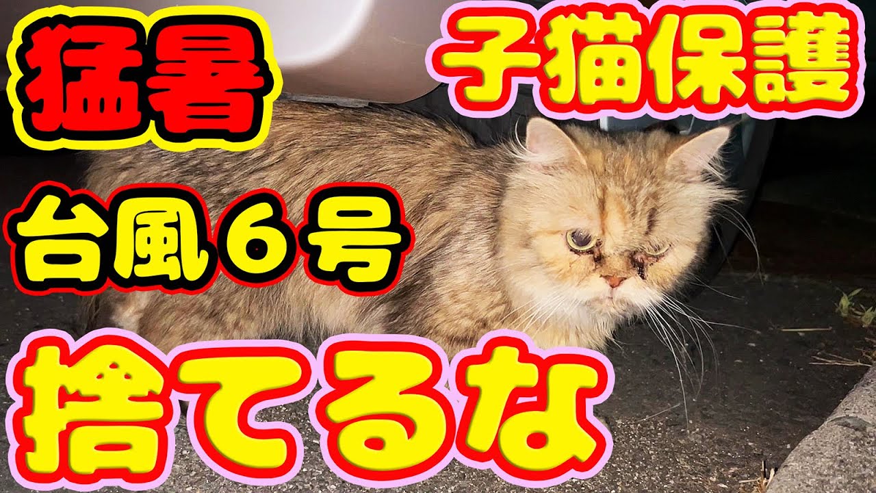 【子猫 保護】台風６号接近  連日猛暑に長毛モフモフペルシャ子猫を保護して病院へ連れていきました