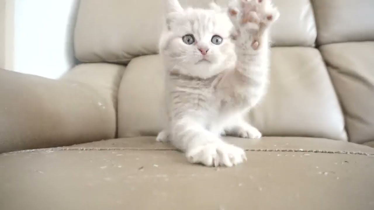 セルカークレックス子猫　2023.6.14産まれ 　クリーム　　女の子　シーダキャット猫のお店