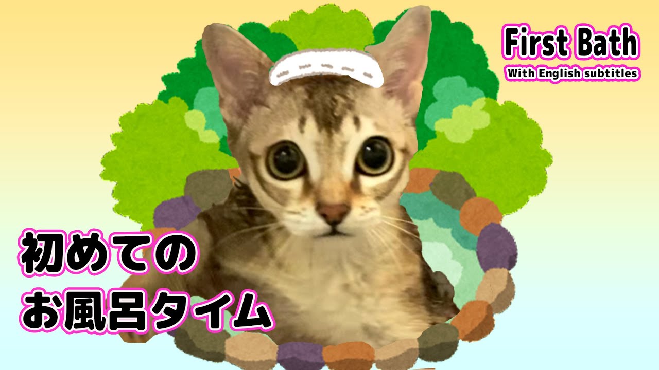 【シンガプーラ】はじめてお風呂に入れてみた！（I gave my cat a bath for the first time）#animals #cat #singapura