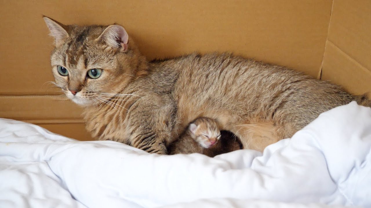Grandfather cat Coco came to see the grandkittens