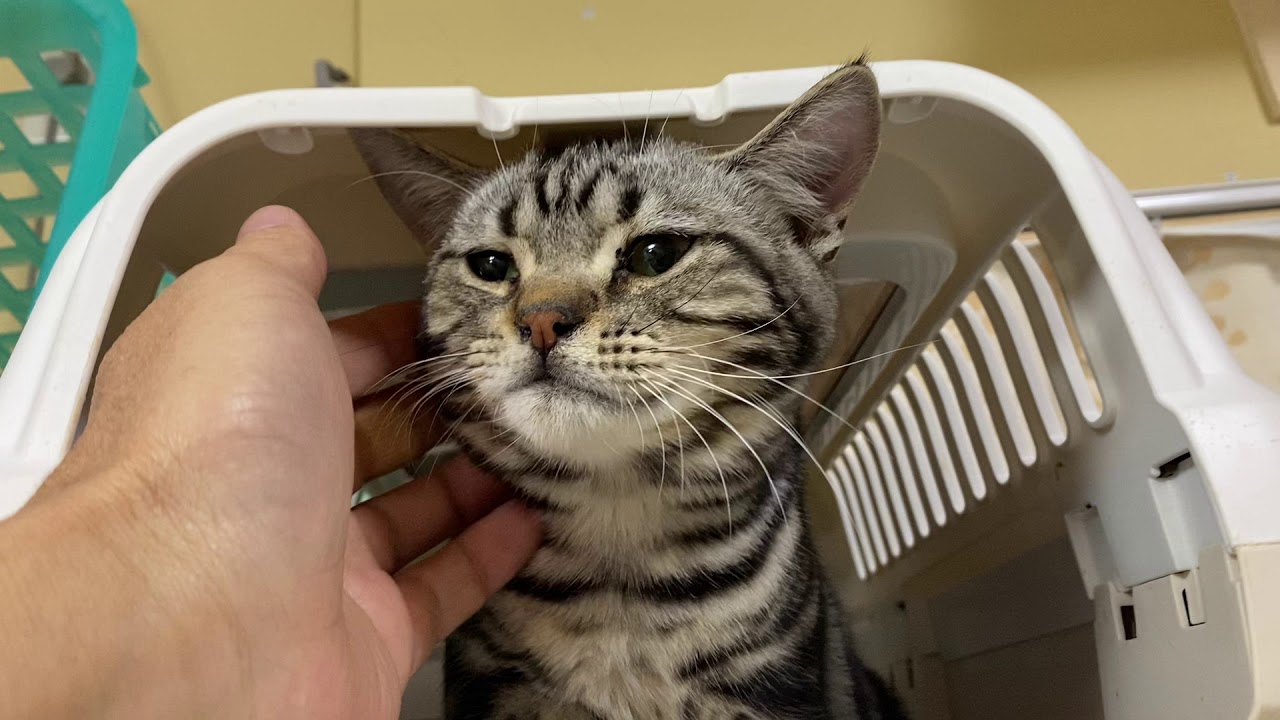 スコティッシュフォールド 子猫