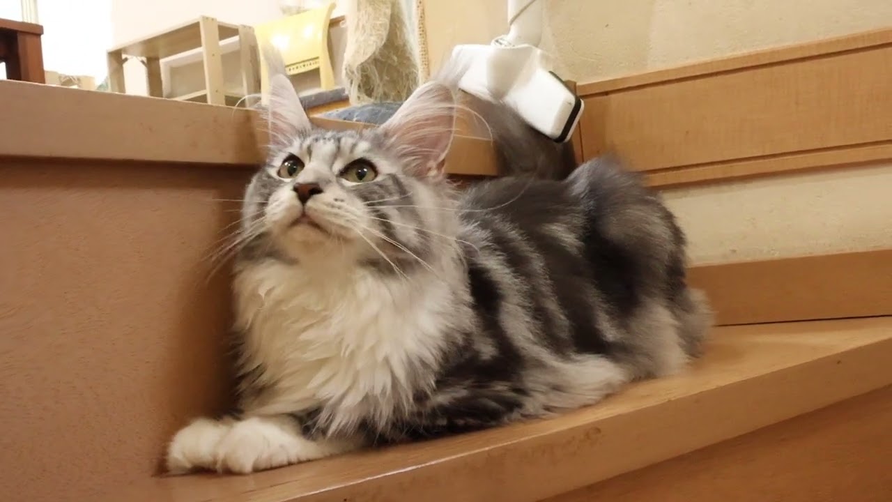 シルバーのゴージャスメインクーンイブちゃん