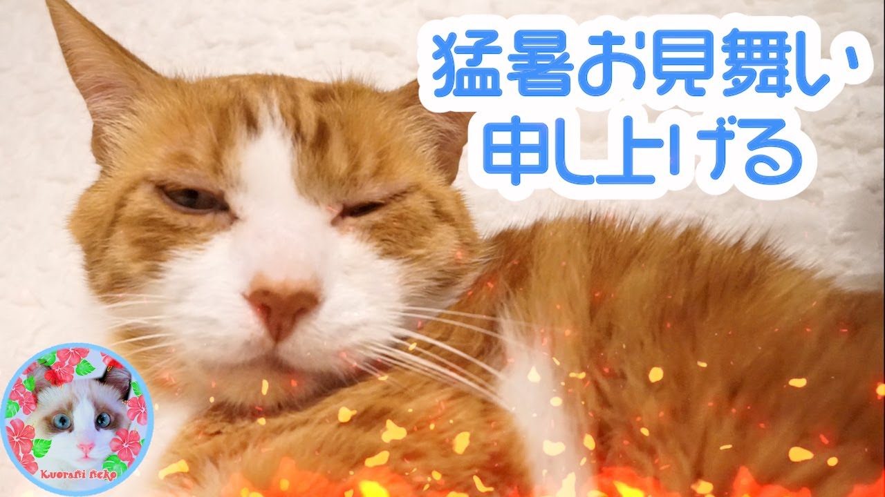 でぶ猫の後ろ姿が一味違うのはどうしてなんだろう? The back of the fat cat is a bit different