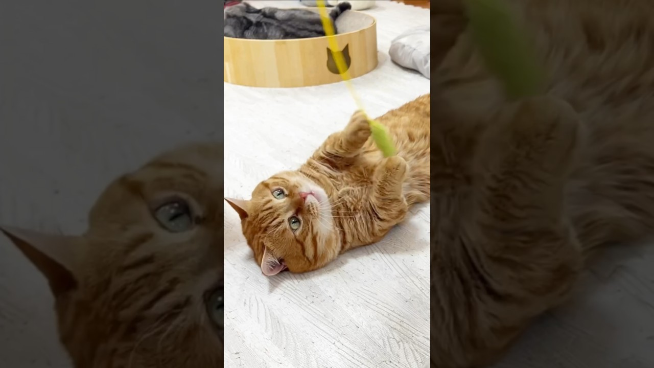 ぽちゃくんのトレーニングを個室に切り替えた結果 #猫 #マンチカン