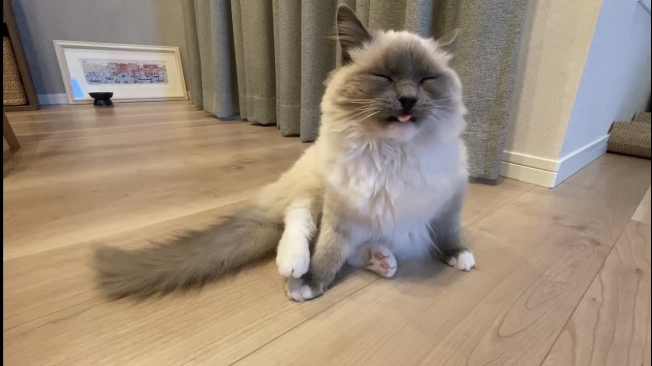 おしりがくさかった猫【ラグドール】vol#6