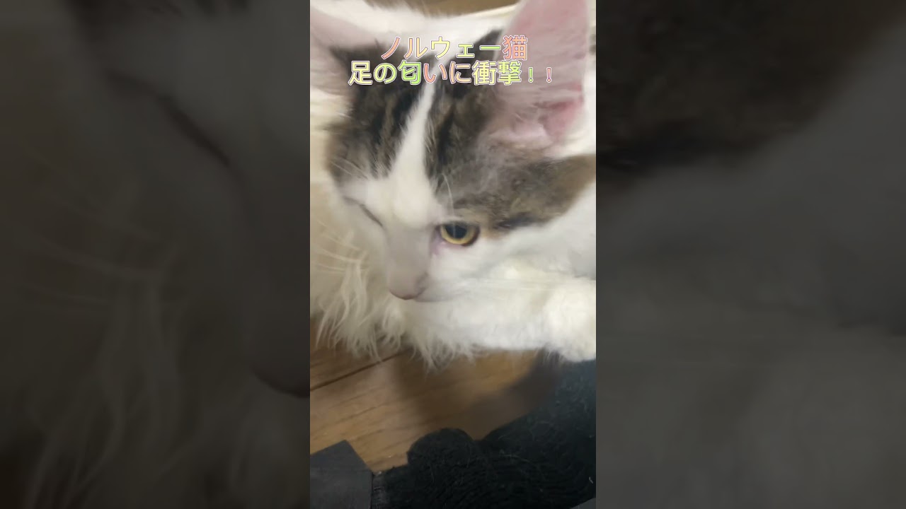 ノルウェー猫。足の匂いに衝撃。 #ノルウェージャンフォレストキャット #猫のいる暮らし #ねこのいる暮らし #フレーメン現象　#フレーメン反応