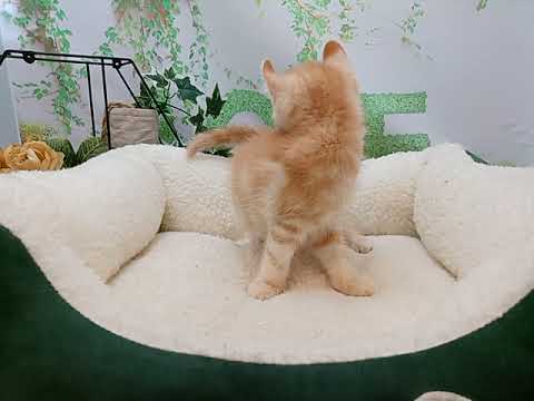 644606 アメリカンカール