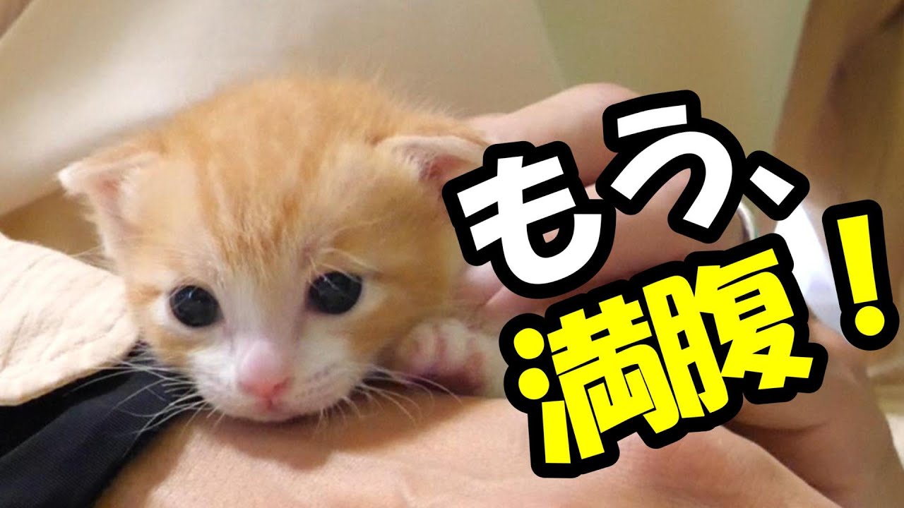 飲み過ぎた子猫が急に眠たくなる【赤ちゃん猫　保護猫】