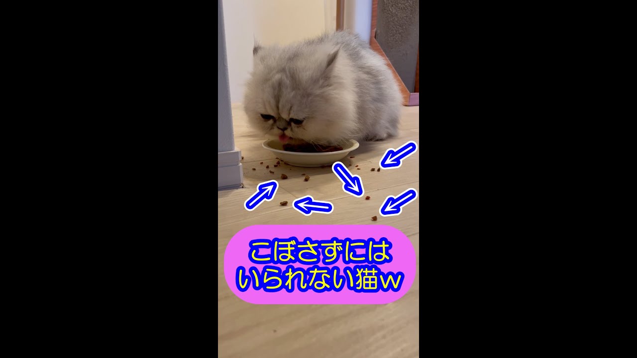 【ペルシャ猫】こぼさずにはいられない猫w #shorts
