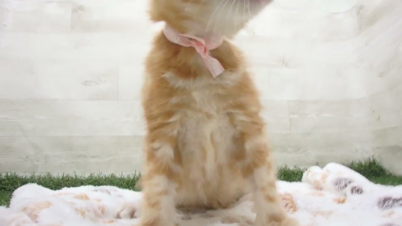 Coo&RIKU　No00643304 アメリカンショートヘアー