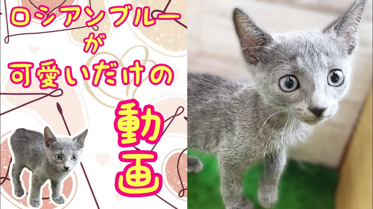 ロシアンブルー・子猫【鶴見元宮店】