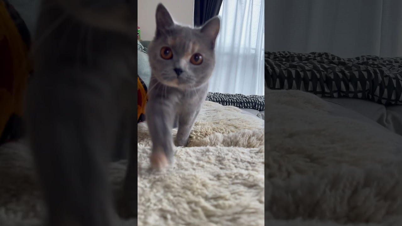 すたすたすた通信① #ブリティッシュショートヘアー #cat #gatos #猫 #britishshorthair #cute #キャットウォーク #ブリのうずめ #kitten