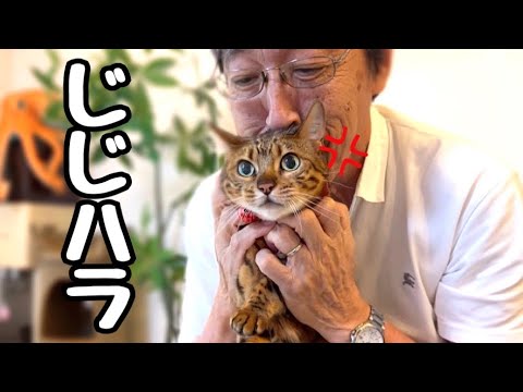 じじぃハラスメントに堪える猫さんブチギレ5秒前