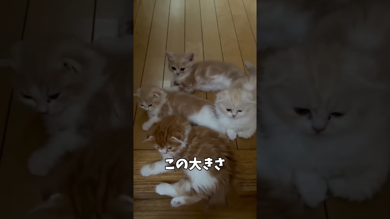 階段の上で子猫と母猫が待っててくれました【ミヌエット】#shorts
