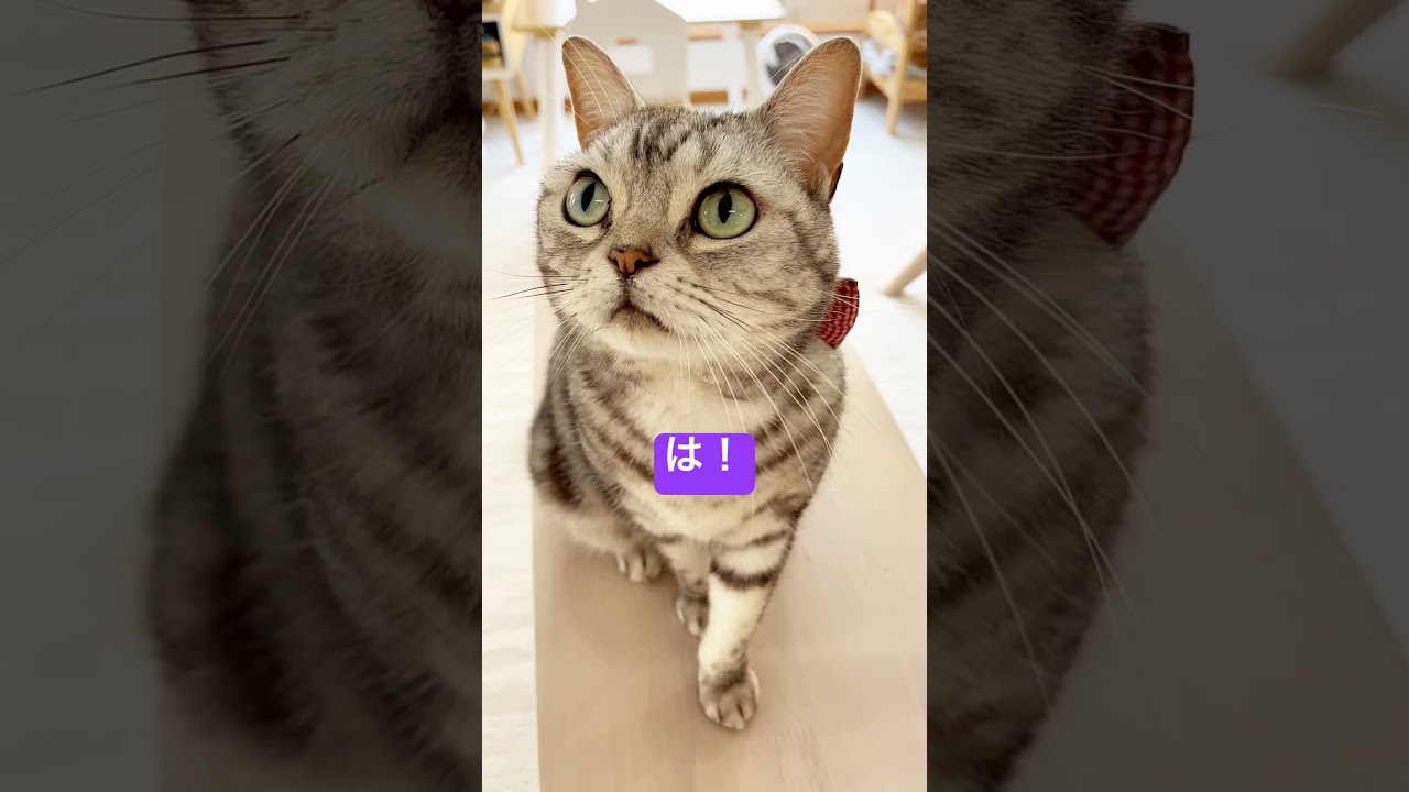 一瞬、憑依された猫 #shorts