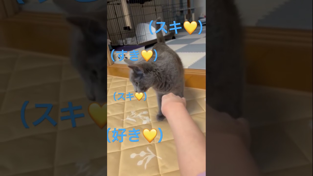 ママにマーキング💛ママはそらのモノ💛（ロシアンブルー）#shorts