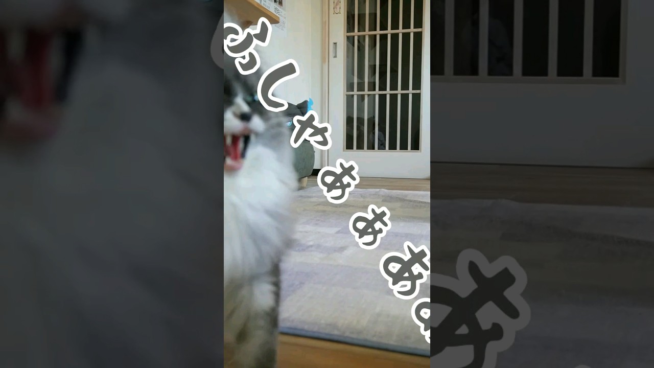 今日も激しい出勤風景【0806】 #cat #メインクーン #可愛い猫 #猫動画おもしろい #猫カフェ #猫動画可愛い #茶トラ #かわいい猫 #猫動画 #白黒猫