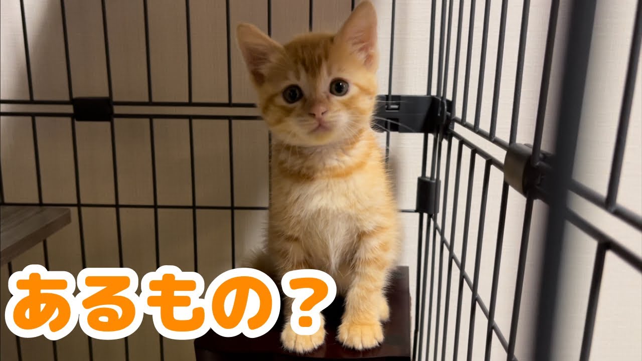 【子猫】茶トラの子猫にあるものを用意しました