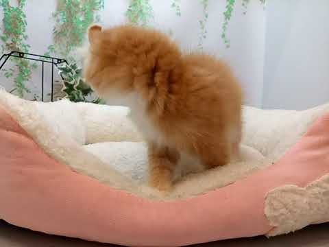 643583 アメリカンカール