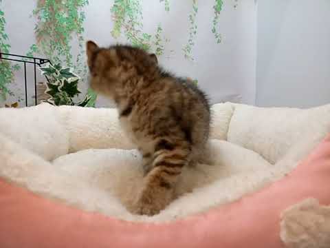 643584 アメリカンカール