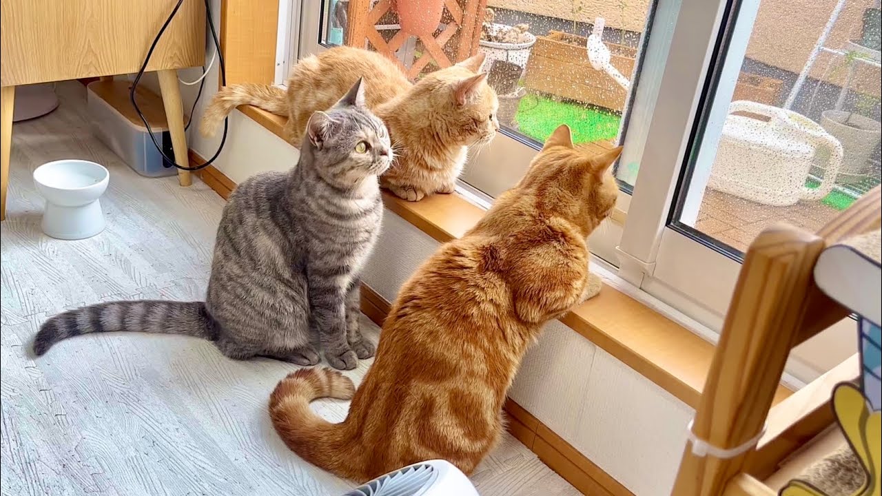 突然の通り雨が気になる猫たち #猫 #マンチカン