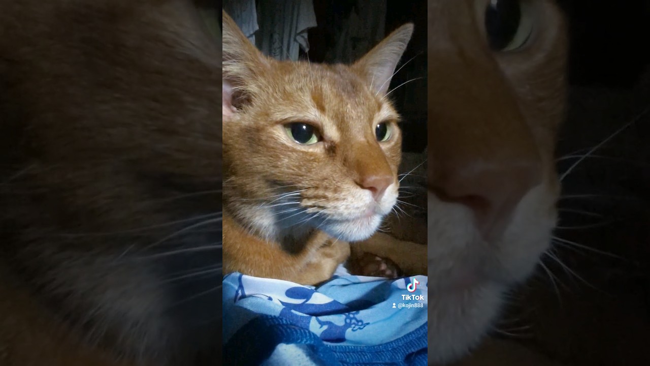 8/3おやすみなさい、あびにゃん（´・ω・`）#cat#ねこ#アビシニアン＃猫 #ねこ