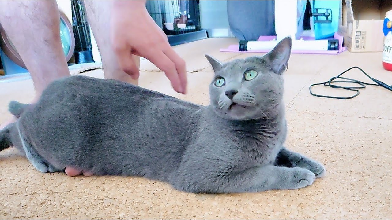 【猫動画】ストレッチ中の旦那に甘えたいロシアンブルー【russianbule】Russian blue that wants to be spoiled by its owner