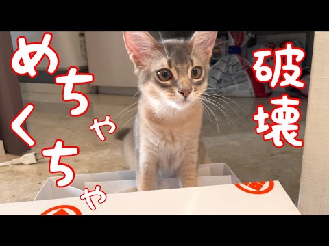 【癒し閲覧注意】破壊してめちゃくちゃ飛んだ姿がコチラ❣️【ソマリ】