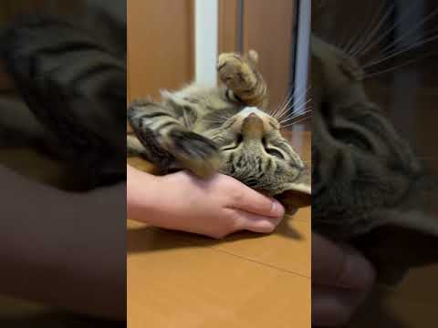 友人のマッサージでとろける猫 #shorts #cat #猫 #猫のいる暮らし