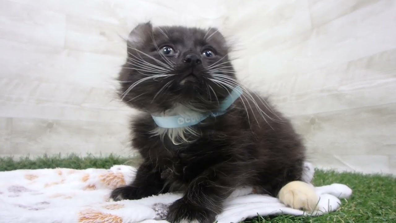 Coo&RIKU　No00643363 アメリカンカール