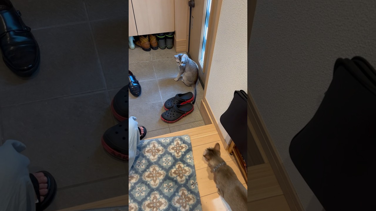 お出かけ時に玄関に集合するシンガプーラ達